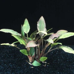 XL In-Vitro Walkers Wasserkelch / Cryptocoryne Walkeri
