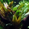 Wallis Wasserkelch / Cryptocoryne Wallisi, Sehr Gutwüchsiger Wasserkelch