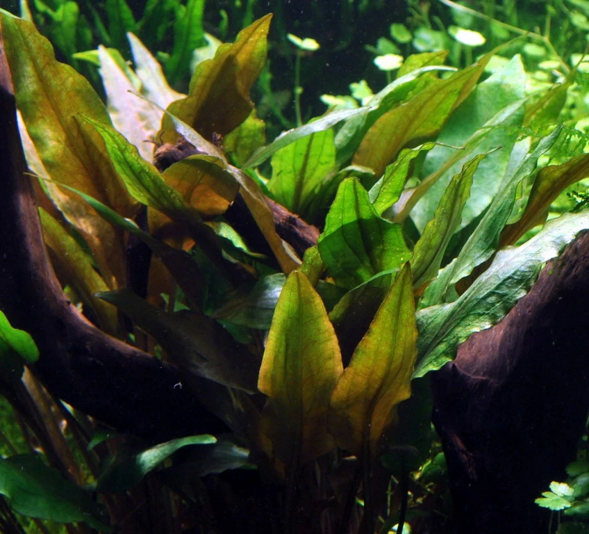 Wallis Wasserkelch / Cryptocoryne wallisi, sehr gutwüchsiger Wasserkelch Wallis Wasserkelch / Cryptocoryne Wallisi, Sehr Gutwüchsiger Wasserkelch -Wfw Wasserflora CC30PP 1 4