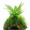 Javafarn Mit Javamoos Auf Kokosnuss-Höhle / Coco Shell Mit Microsorum Pteropus U. Moss, Moos -Wfw Wasserflora CS01DE 1 2