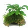 Zwergspeerblatt Mit Javamoos Auf Kokosnuss-Höhle / Coco Shell Mit Anubias Nana U. Moos 2 Zwergspeerblatt Mit Javamoos Auf Kokosnuss-Höhle / Coco Shell Mit Anubias Nana U. Moos -Wfw Wasserflora CS03DE 1 2