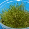 XL In-Vitro Kriechmoos Creeping Moos / Vesicularia Sp. 'Creeping ' Im XL-Cup 2 XL In-Vitro Kriechmoos Creeping Moos / Vesicularia Sp. 'Creeping ' Im XL-Cup -Wfw Wasserflora C DZ 1 1