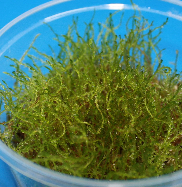 XL In-Vitro Kriechmoos Creeping Moos / Vesicularia sp. 'Creeping ' im XL-Cup XL In-Vitro Kriechmoos Creeping Moos / Vesicularia Sp. 'Creeping ' Im XL-Cup -Wfw Wasserflora C DZ 1 1