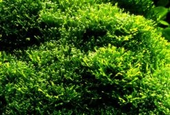 Teichlebermoos / Riccia Fluitans In Einer 125 Ml Moos Dose -Wfw Wasserflora D001T 1 4