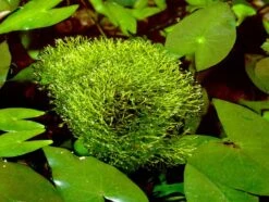 Teichlebermoos / Riccia Fluitans In Einer 125 Ml Moos Dose -Wfw Wasserflora D001T 1 5