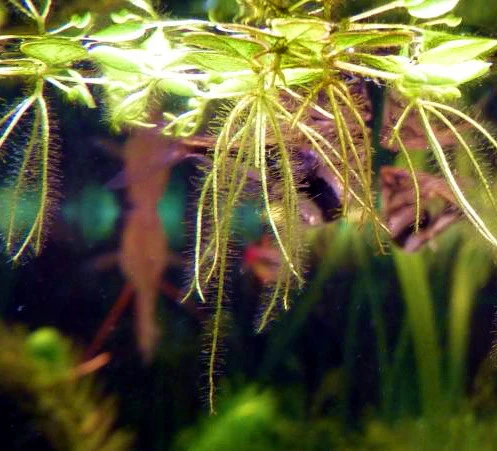 Kleiner Büschelfarn - Kleiner Schwimmfarn / Salvinia minima Kleiner Büschelfarn - Kleiner Schwimmfarn / Salvinia Minima -Wfw Wasserflora D011T 1 2 1