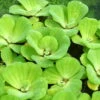 Muschelblume - Wassersalat - Grüne Wasserrose / Pistia Stratiotes -Wfw Wasserflora D20171ST 1 1