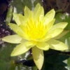 Seerose GELB / Nymphaea Gelb Im Kokosfasertopf, Direkt Einsetzbar 1 Seerose GELB / Nymphaea Gelb Im Kokosfasertopf, Direkt Einsetzbar -Wfw Wasserflora D27000G ST 1 2