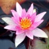 Seerose ORANGE / Nymphaea Orange Im Kokosfasertopf, Direkt Einsetzbar -Wfw Wasserflora D27000O ST 1 2