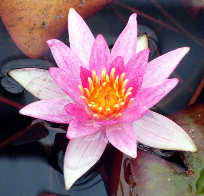 Seerose ORANGE / Nymphaea Orange im Kokosfasertopf, direkt einsetzbar Seerose ORANGE / Nymphaea Orange Im Kokosfasertopf, Direkt Einsetzbar -Wfw Wasserflora D27000O ST 1 2