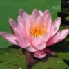 Seerose ROSA / Nymphaea Rosa Im Kokosfasertopf, Direkt Einsetzbar 2 Seerose ROSA / Nymphaea Rosa Im Kokosfasertopf, Direkt Einsetzbar -Wfw Wasserflora D27000P ST 1 2