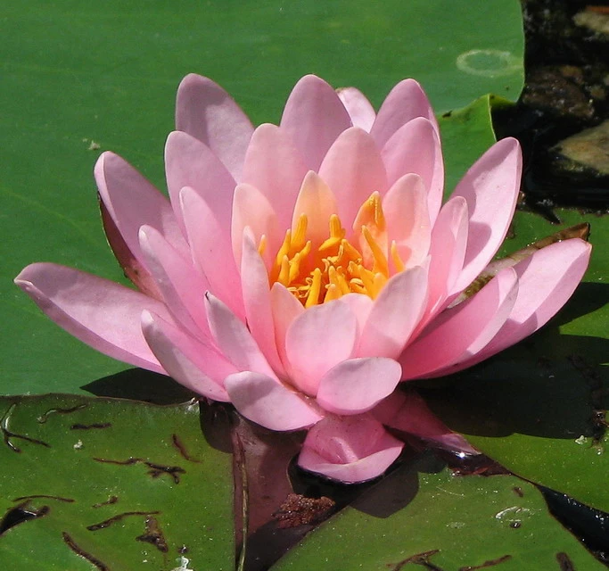 Seerose ROSA / Nymphaea Rosa im Kokosfasertopf, direkt einsetzbar Seerose ROSA / Nymphaea Rosa Im Kokosfasertopf, Direkt Einsetzbar -Wfw Wasserflora D27000P ST 1 2