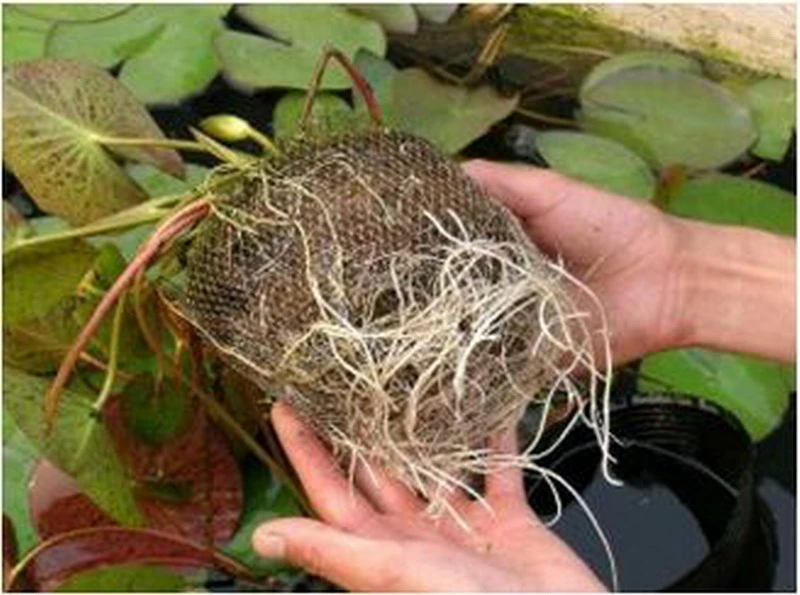 Seerose ROSA / Nymphaea Rosa im Kokosfasertopf, direkt einsetzbar Seerose ROSA / Nymphaea Rosa Im Kokosfasertopf, Direkt Einsetzbar -Wfw Wasserflora D27000P ST 1 3