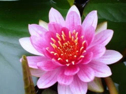 Seerose ROT / Nymphaea Rot Im Kokosfasertopf, Direkt Einsetzbar