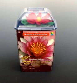 Seerose ROT / Nymphaea Rot Im Kokosfasertopf, Direkt Einsetzbar 4 Seerose ROT / Nymphaea Rot Im Kokosfasertopf, Direkt Einsetzbar -Wfw Wasserflora D27000R ST 1 4