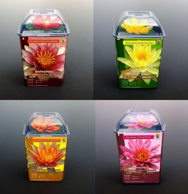 Seerosen 4 Stück - 4 verschiedene Farben Kokosfasertopf, direkt einsetzbar Seerosen 4 Stück - 4 Verschiedene Farben Kokosfasertopf, Direkt Einsetzbar -Wfw Wasserflora D27000ST 1 1