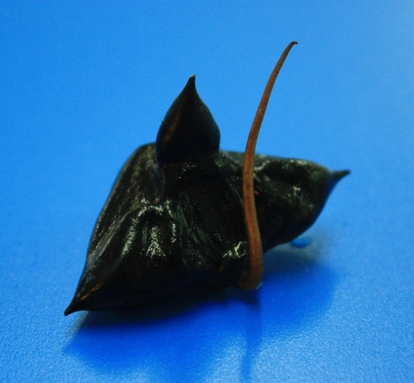 Wassernuss - Wasserkastanie / Trapa natans Wassernuss - Wasserkastanie / Trapa Natans -Wfw Wasserflora D P1065OK 1 2