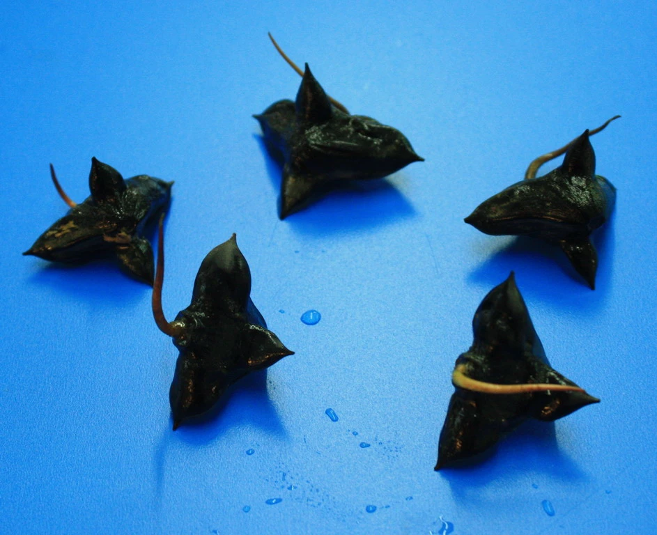 Wassernuss - Wasserkastanie / Trapa natans Wassernuss - Wasserkastanie / Trapa Natans -Wfw Wasserflora D P1065OK 1 4