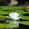 Weiße Seerose / Nymphaea 'Alba' Im 11x11 Cm Topf -Wfw Wasserflora E 002BA 1 1