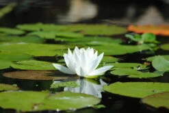 Weiße Seerose / Nymphaea 'Alba' Im 11x11 Cm Topf