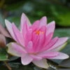 Rosa Zwerg-Seerose 'Laydekeri Lilacea' / Nymphaea Lay. Lilacaea Im 9x9 Cm Topf 2 Rosa Zwerg-Seerose 'Laydekeri Lilacea' / Nymphaea Lay. Lilacaea Im 9x9 Cm Topf -Wfw Wasserflora F 003BA 1 1
