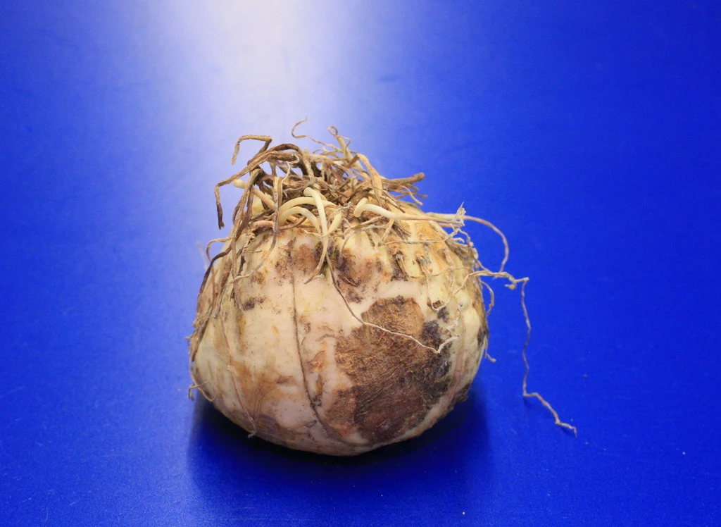 Kaiserkrone "Orange Beauty" / Fritillaria imperialis "orange beauty" - Jumbo Blumenzwiebel Kaiserkrone "Orange Beauty" / Fritillaria Imperialis "orange Beauty" - Jumbo Blumenzwiebel -Wfw Wasserflora GK28210wf 1 1 1