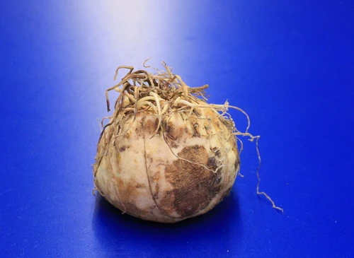 Kaiserkrone "Rubra Maxima" / Fritillaria imperialis "Rubra Maxima" - Jumbo Blumenzwiebel Kaiserkrone "Rubra Maxima" / Fritillaria Imperialis "Rubra Maxima" - Jumbo Blumenzwiebel -Wfw Wasserflora GK28410wf 1 1