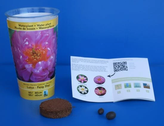 Gefüllte rosa indische Lotosblume / Nelumbo nucifera "Feng Shui" - Anzuchtset Gefüllte Rosa Indische Lotosblume / Nelumbo Nucifera "Feng Shui" - Anzuchtset -Wfw Wasserflora GS5000wf 1 2