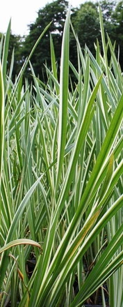 Weißgrüner, Gestreifter Kalmus / Acorus Calamus 'Variegatus' Im 9x9 Cm Topf