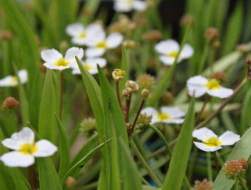 Gewöhnlicher Igelschlauch, hellrosa / Baldellia ranunculoides im 9x9 cm Topf Gewöhnlicher Igelschlauch, Hellrosa / Baldellia Ranunculoides Im 9x9 Cm Topf -Wfw Wasserflora GT070Wo 1