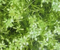 Sumpf-Wasserstern / Callitriche Palustris Im 9x9 Cm Topf