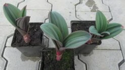 Blauzungen-Lauch / Allium Karataviense Im 9 Cm Topf -Wfw Wasserflora GT10060Mo 1 3