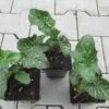Italienischer Aronstab / Arum Italicum Im 9 Cm Topf 2 Italienischer Aronstab / Arum Italicum Im 9 Cm Topf -Wfw Wasserflora GT10080Mo 1