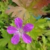 Sumpf Storchschnabel / Geranium Palustre Im 9 Cm Topf -Wfw Wasserflora GT10255Mo 1 1