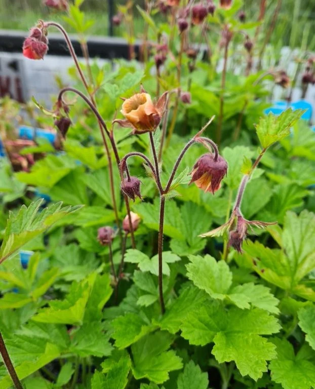 Bach-Nelkenwurz / Geum Rivale im 9x9 cm Topf Bach-Nelkenwurz / Geum Rivale Im 9x9 Cm Topf -Wfw Wasserflora GT1029AA 1 1