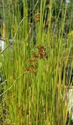 Flatter-Binse / Juncus Effusus Im 9x9 Cm Topf