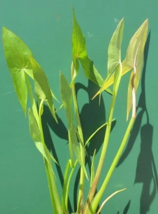 Breitblättriges Pfeilkraut / Sagittaria latifolia im 9x9 cm Topf Breitblättriges Pfeilkraut / Sagittaria Latifolia Im 9x9 Cm Topf -Wfw Wasserflora GT1050Wo 1