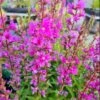Blutweiderich / Lythrum Salicaria Im 9x9 Cm Topf -Wfw Wasserflora GT1060AA 1 1
