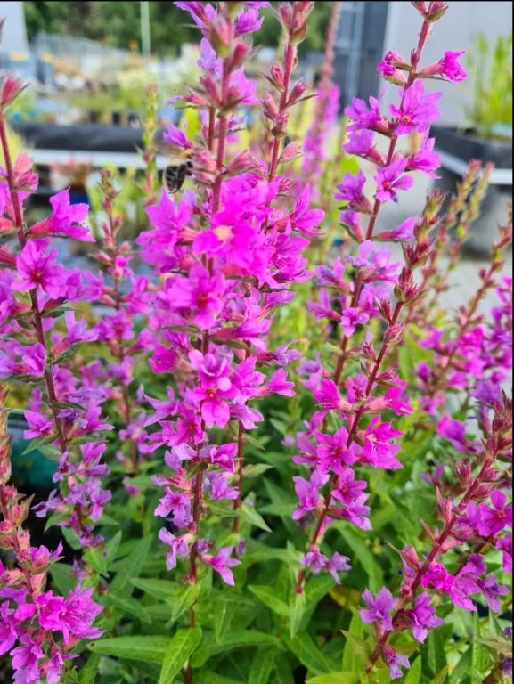 Blutweiderich / Lythrum Salicaria im 9x9 cm Topf Blutweiderich / Lythrum Salicaria Im 9x9 Cm Topf -Wfw Wasserflora GT1060AA 1 1