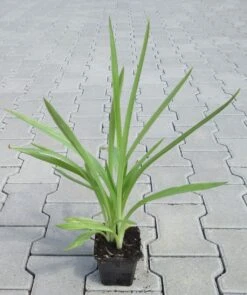 Gartenorchidee / Spiranthes Cernua Odorata 'Chadd's Ford' Im 9 Cm Topf