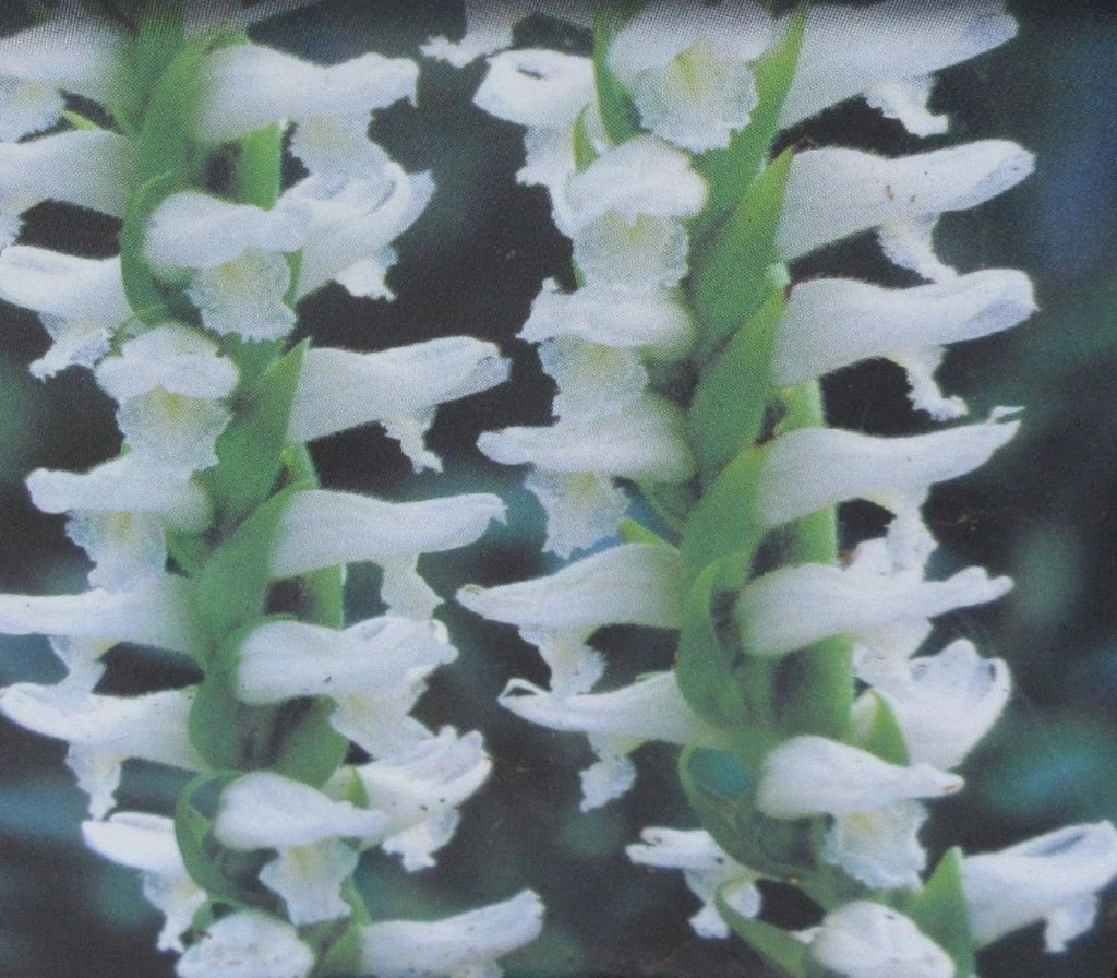 Gartenorchidee / Spiranthes cernua odorata 'Chadd's Ford' im 9 cm Topf Gartenorchidee / Spiranthes Cernua Odorata 'Chadd's Ford' Im 9 Cm Topf -Wfw Wasserflora GT10825M 1 2