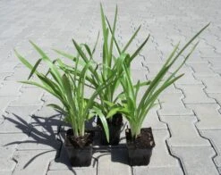 Gartenorchidee / Spiranthes Cernua Odorata 'Chadd's Ford' Im 9 Cm Topf 4 Gartenorchidee / Spiranthes Cernua Odorata 'Chadd's Ford' Im 9 Cm Topf -Wfw Wasserflora GT10825M 1 3