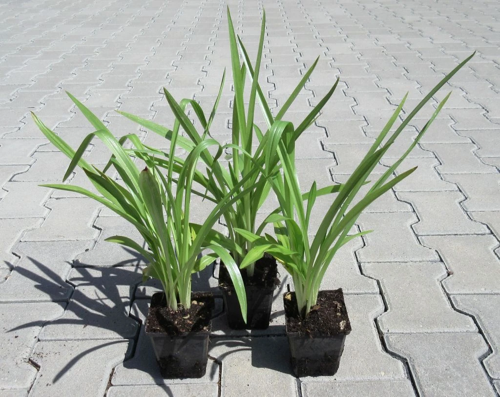 Gartenorchidee / Spiranthes cernua odorata 'Chadd's Ford' im 9 cm Topf Gartenorchidee / Spiranthes Cernua Odorata 'Chadd's Ford' Im 9 Cm Topf -Wfw Wasserflora GT10825M 1 3