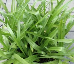 Gartenorchidee / Spiranthes Cernua Odorata 'Chadd's Ford' Im 9 Cm Topf 5 Gartenorchidee / Spiranthes Cernua Odorata 'Chadd's Ford' Im 9 Cm Topf -Wfw Wasserflora GT10825M 1 4