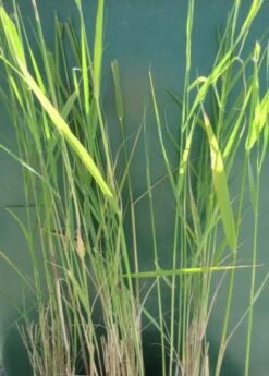 Schilf, Schilfrohr / Phragmites Australis Im 9x9 Cm Topf