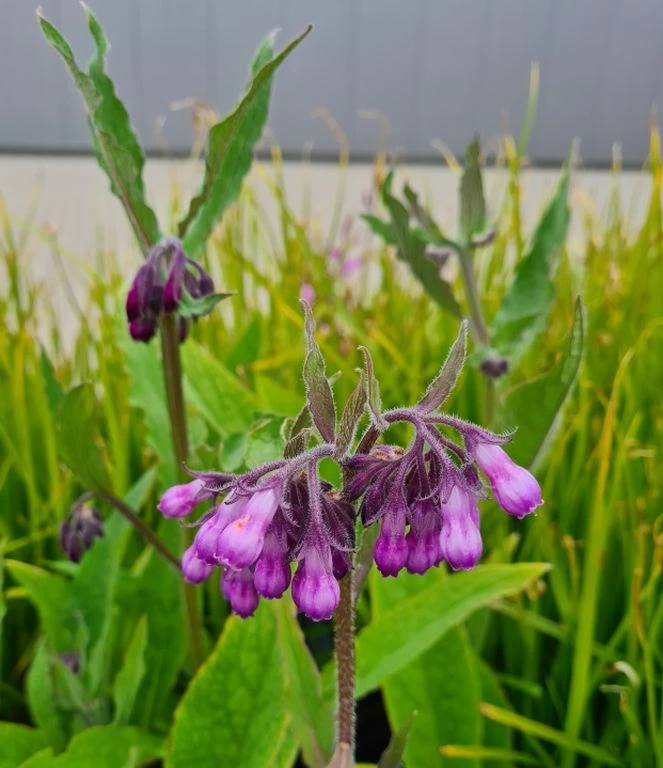 Echter Beinwell / Symphytum officinale im 9 cm Topf Echter Beinwell / Symphytum Officinale Im 9 Cm Topf -Wfw Wasserflora GT10840MO 1 1