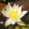 Gelbe Seerose / Nymphaea 'Colonel A. J. Welch' Im 11x11 Cm Topf -Wfw Wasserflora GT11003Wo 1