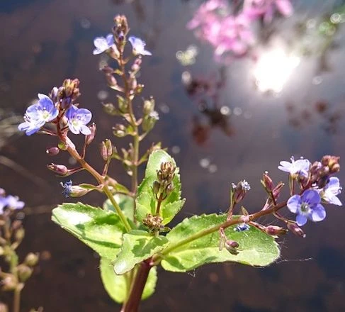 Bachbunge, Bach-Ehrenpreis / Veronica Beccabunga im 9x9 cm Topf Bachbunge, Bach-Ehrenpreis / Veronica Beccabunga Im 9x9 Cm Topf -Wfw Wasserflora GT1110AA 1