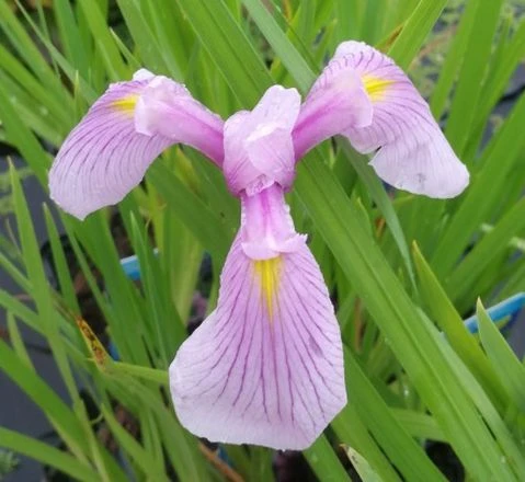 Rosa Sumpfschwertlilie / Iris Laevigata Rose Queen im 9x9 cm Topf Rosa Sumpfschwertlilie / Iris Laevigata Rose Queen Im 9x9 Cm Topf -Wfw Wasserflora GT1140AA 1