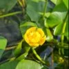 Einheimische Gelbe Teichrose / Nuphar Lutea (luteum) Im 11x11 Cm Topf -Wfw Wasserflora GT1246aa 1 1